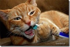 Кошка чистит зубы