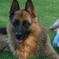 Породы собак: большие и маленькие, охранные и домашние