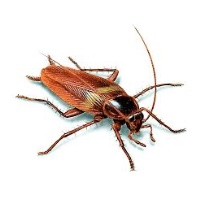 Как гарантированно избавиться от тараканов?