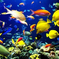 Крутые рыбки для аквариума: красивые и неприхотливые